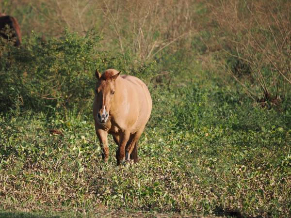 Paard (Equus ferus)